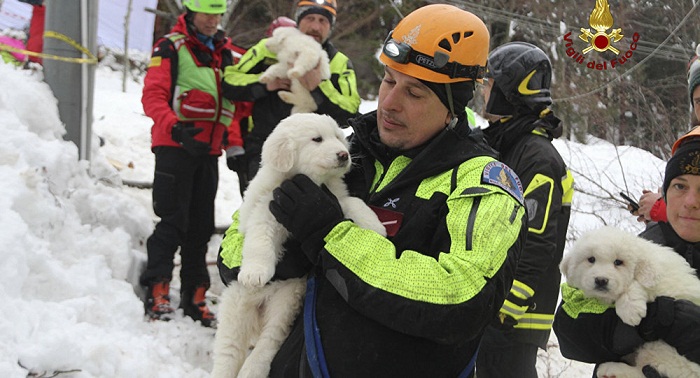 Puppies found alive days after deadly Avalanche hit hotel in Italy